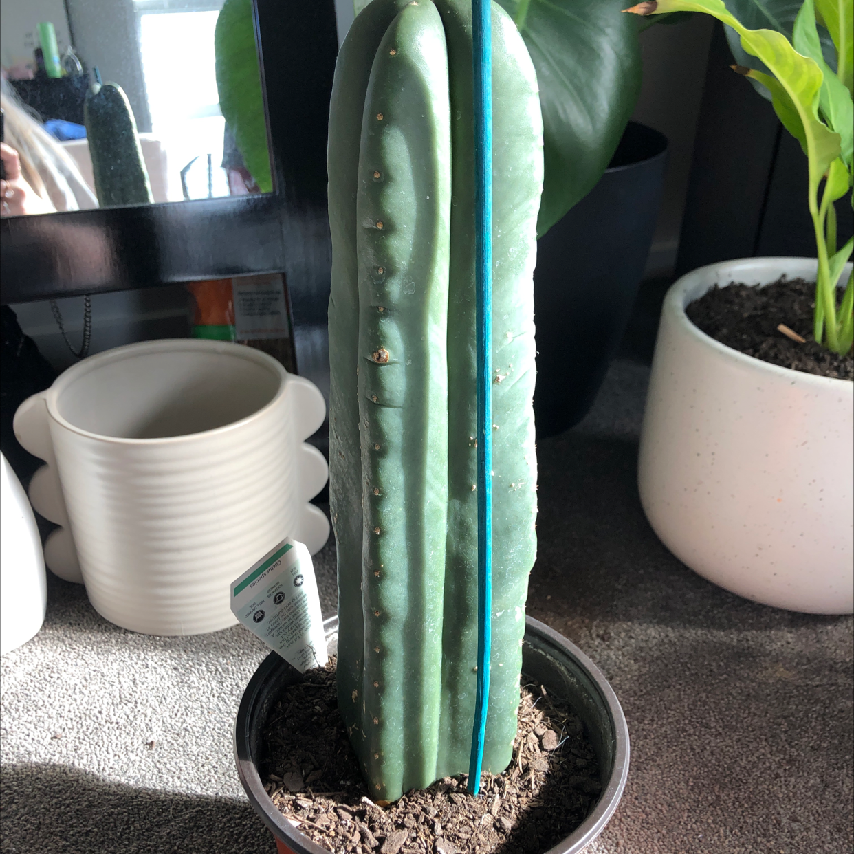 San Pedro Cactus in a pot with visible soil, appears healthy and well-framed.