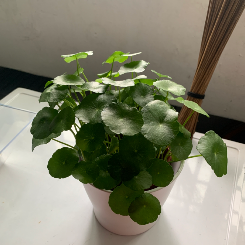 Healthy Manyflower Marshpennywort plant in a pot with green leaves.