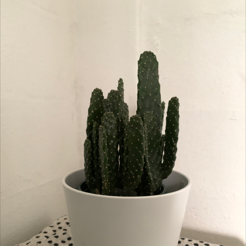 Photo of the plant species Eve's Needle Cactus by N named Doja Cactus on Greg, the plant care app