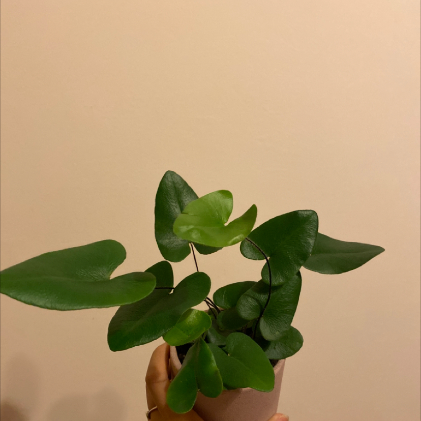 Heart Fern plant in a small pot held by a hand, with vibrant green leaves.