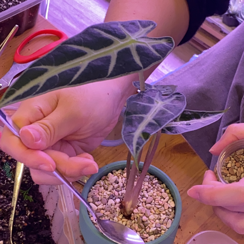 Photo of the plant species Alocasia 'Bambino' by @Chellsychell named Olivia Alocasia on Greg, the plant care app