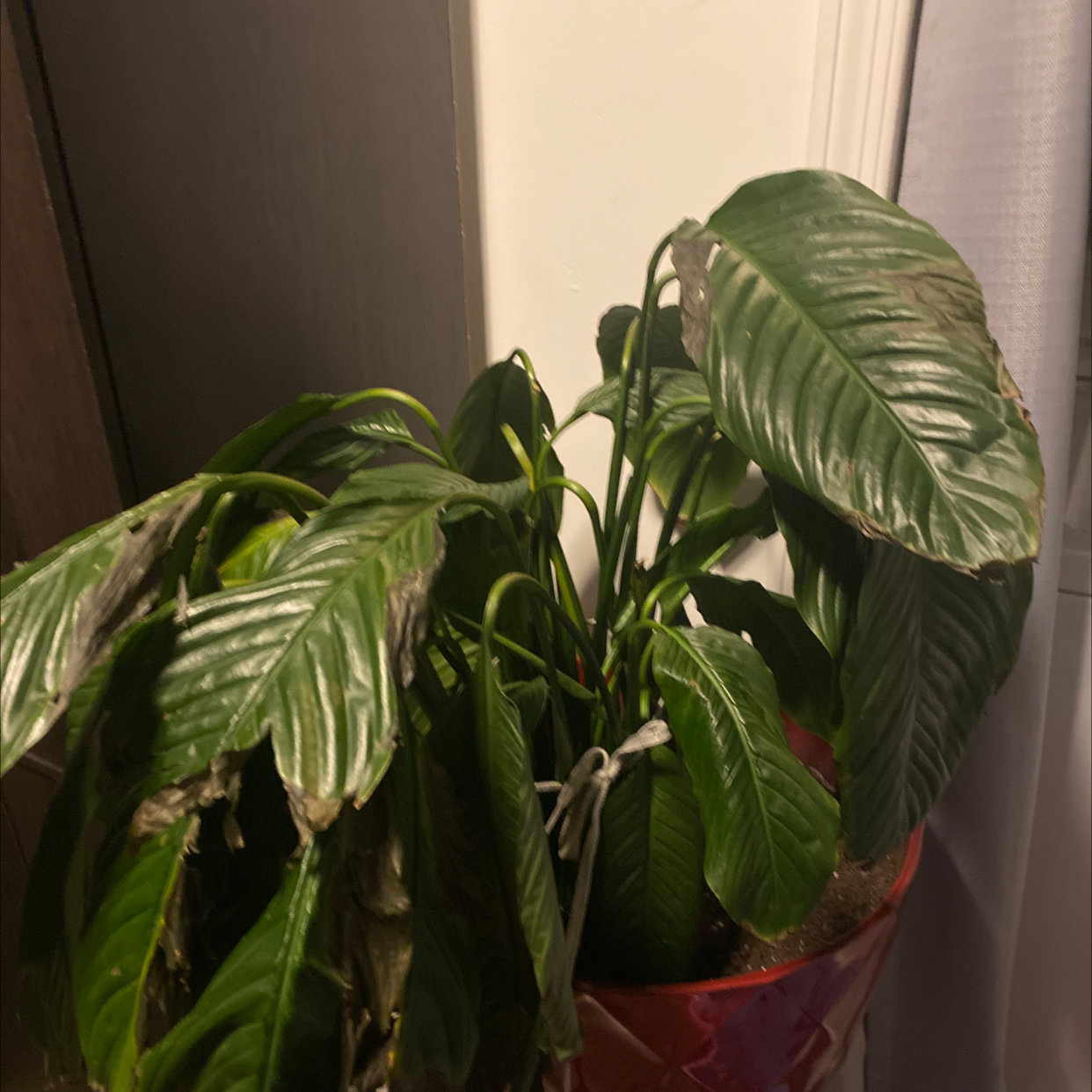 Peace Lily plant photo by Staci named Lily on Greg, the plant care app.