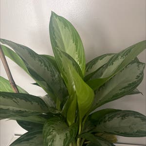 Chinese Evergreen plant photo by Staci named Evey on Greg, the plant care app.