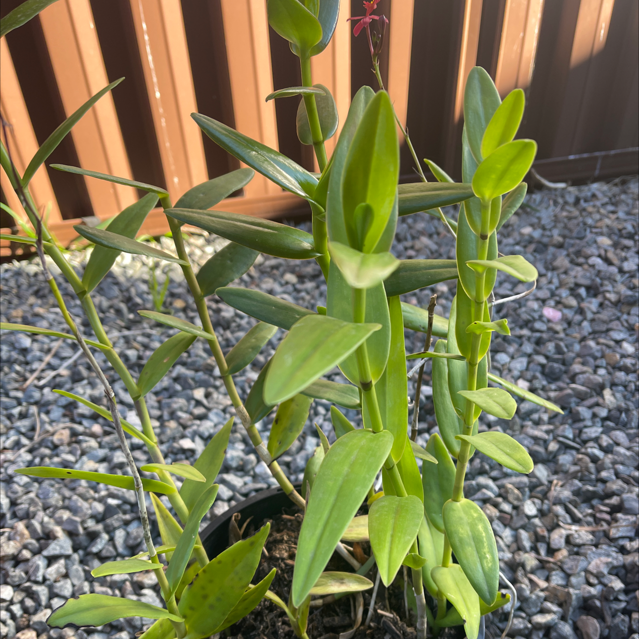 Fire Star Orchid plant with elongated green leaves and a small flower, set against a fence and gravel background.