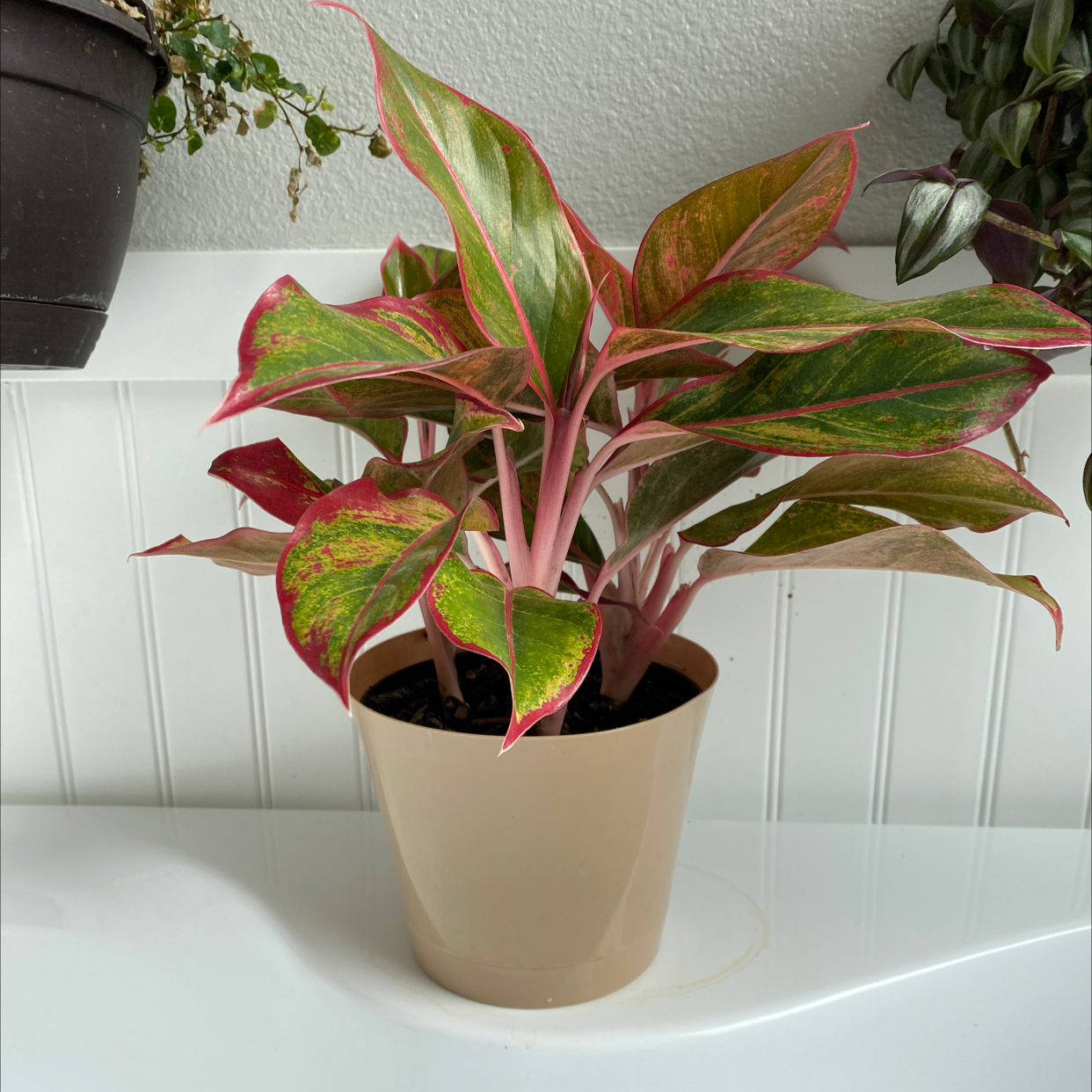 Red Siam Aurora Aglaonema plant in a beige pot with vibrant red and green leaves.
