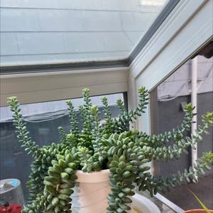 Burro's Tail plant photo by @ValzPlantitas named Tacó Bell on Greg, the plant care app.