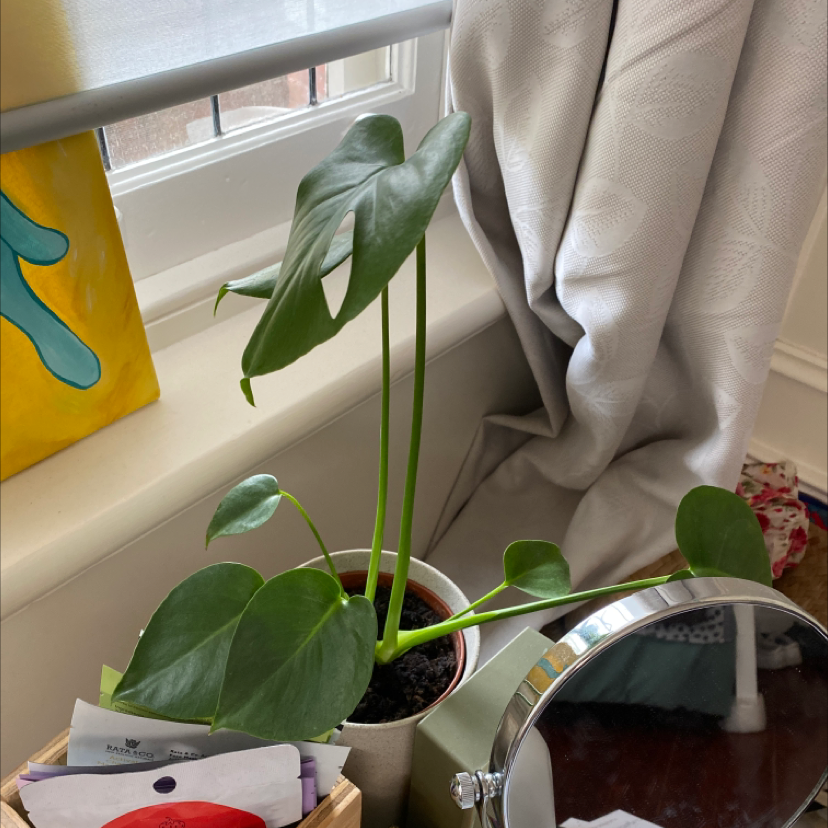 Monstera plant photo by @emmaanastasia named jungkook on Greg, the plant care app.