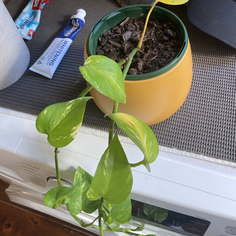 Taro Vine plant photo by @emmaanastasia named shakira on Greg, the plant care app.