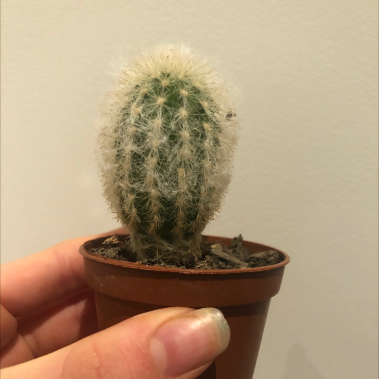 Old Man Cactus plant photo by @Skye123 named Marley on Greg, the plant care app.