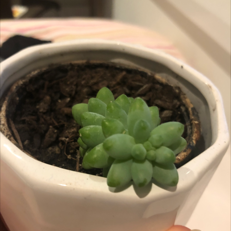 Jelly Bean Plant plant photo by @Skye123 named Gaga on Greg, the plant care app.