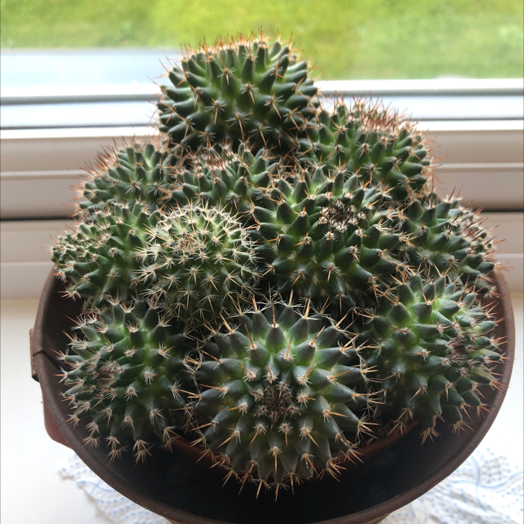 Photo of the plant species Mexican Pincushion by Aimee named Freddie on Greg, the plant care app