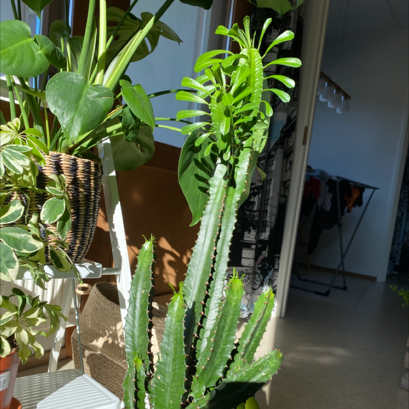 African Milk Tree plant photo by Maija named Tyräkki on Greg, the plant care app.