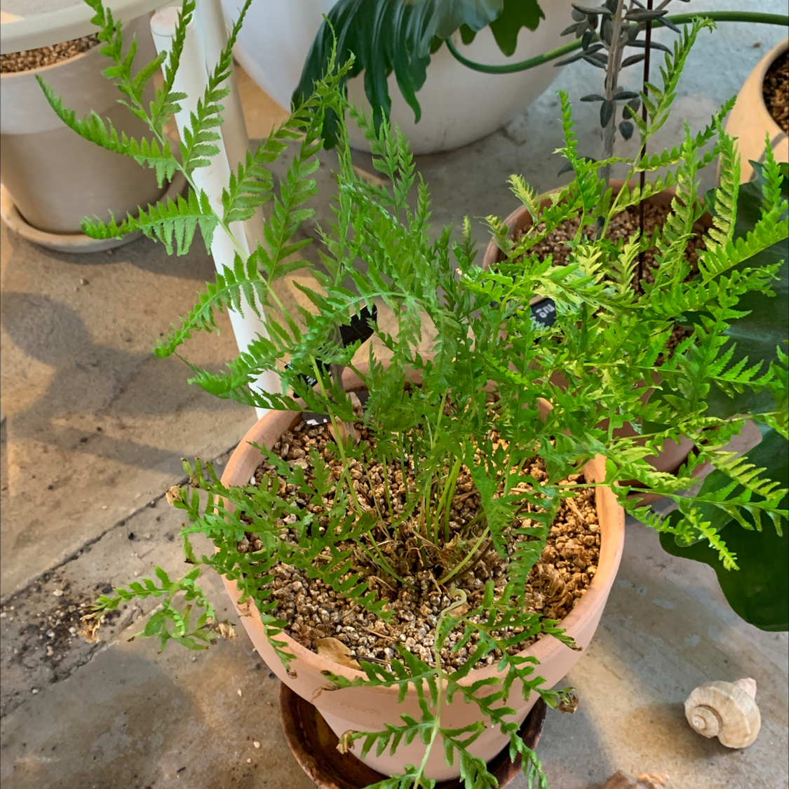 Photo of the plant species Black Spleenwort by Thimas named 율마라 on Greg, the plant care app