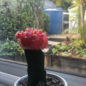Moon Cactus plant photo by Sam named Grafted cactus￼ (red) on Greg, the plant care app.