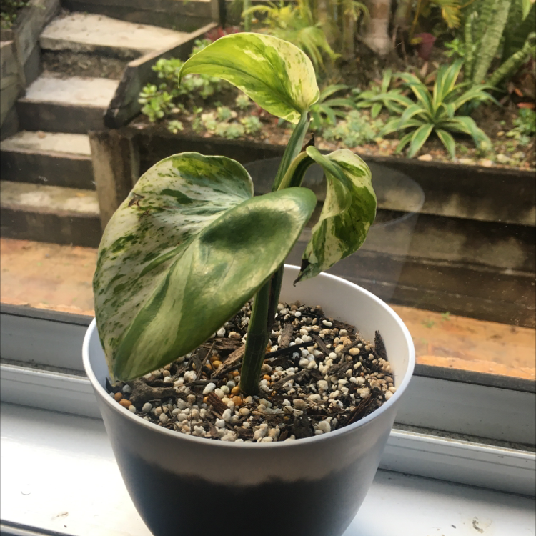 Taro Vine plant photo by Sam named Devils ivy pothos ￼ on Greg, the plant care app.