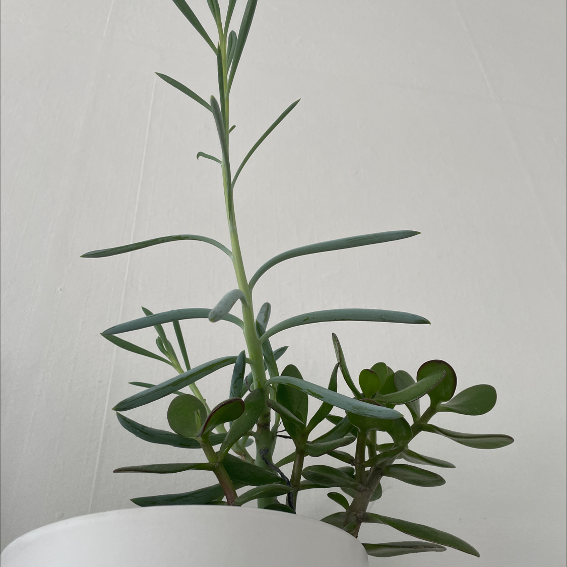 Blue Chalksticks plant in a white pot, healthy green leaves, well-framed.