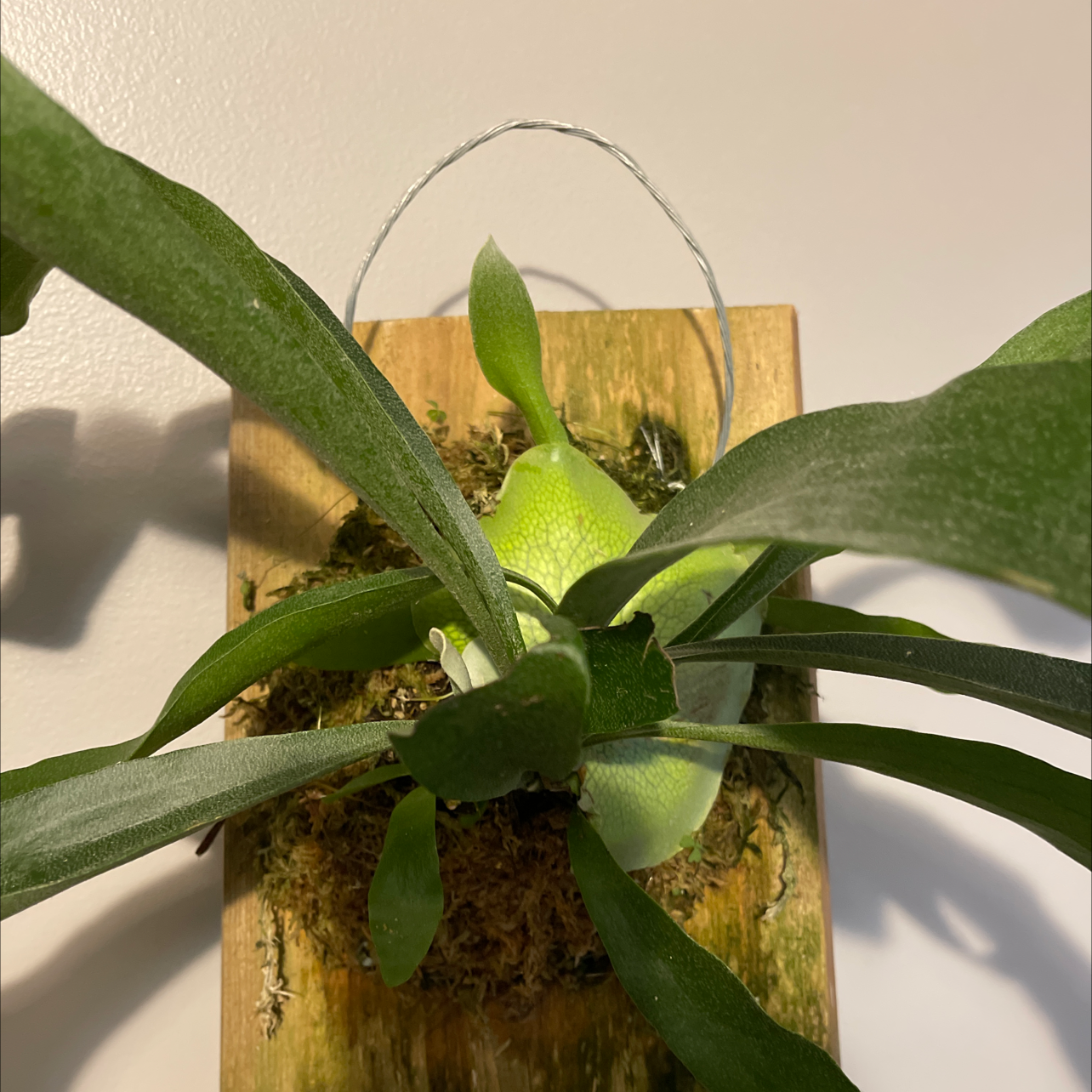 Elkhorn Fern mounted on a wooden board, appearing healthy with green leaves.