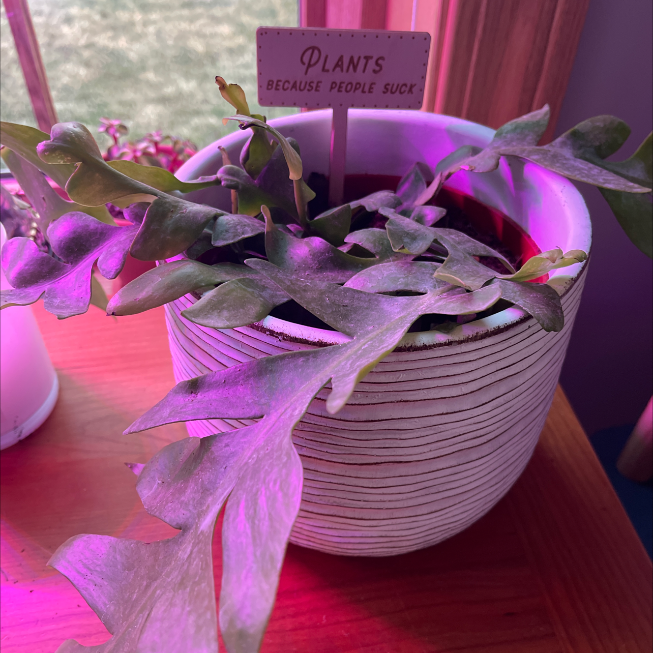 Photo of the plant species Pagoda Village by @Ami named Foxy on Greg, the plant care app