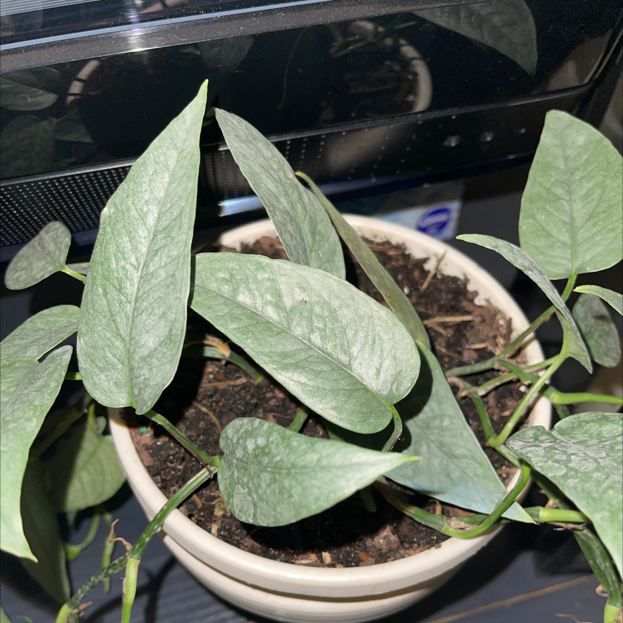 Cebu Blue Pothos plant in a pot with visible soil and healthy blue-green leaves.
