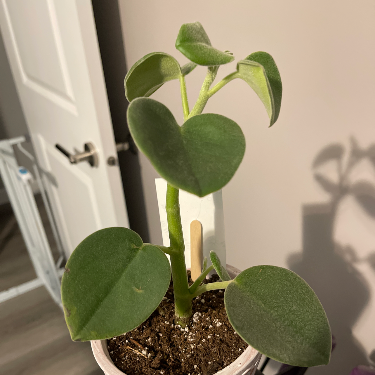 Close-up of a healthy potted Peperomia plant with vibrant green heart-shaped leaves growing upright from soil.