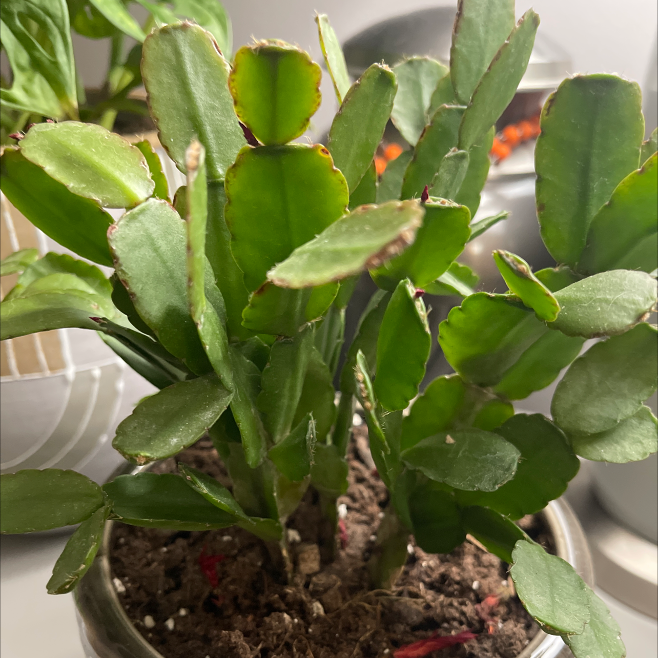 Healthy Easter Cactus with green segmented leaves in a pot, soil visible.