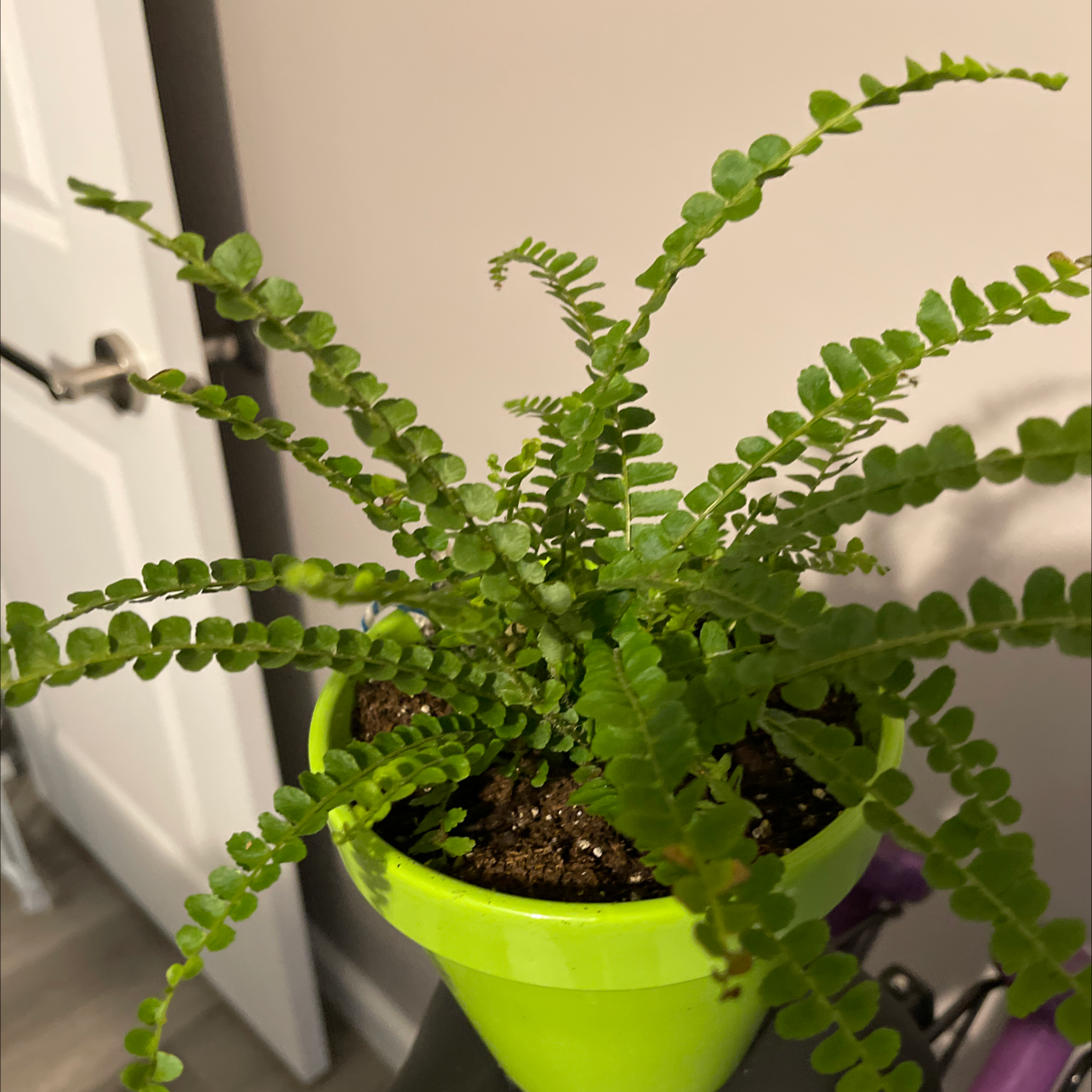 Closeup of a lush, healthy erect sword fern in a bright green pot, with vibrant green fronds and no signs of discoloration or disease.