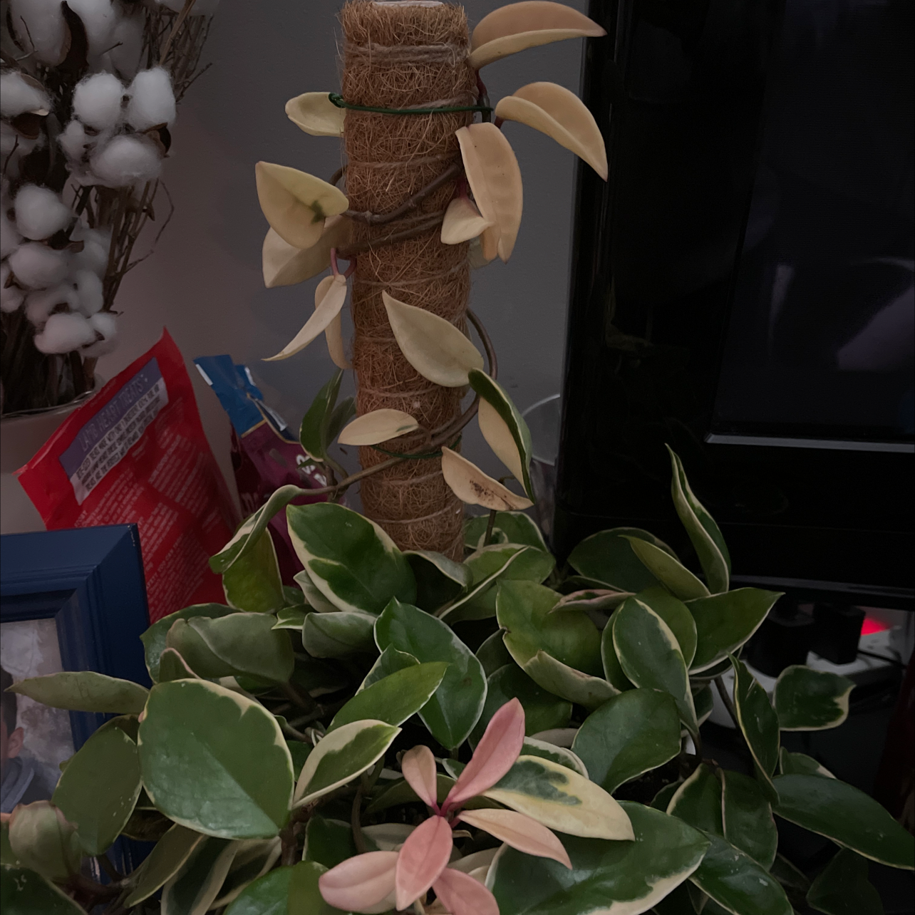 Hoya Carnosa Tricolor plant with variegated leaves in pink, cream, and green colors.