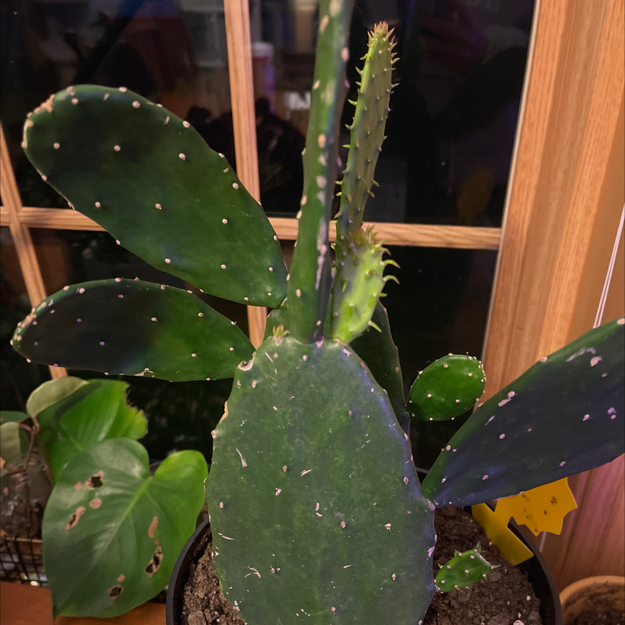 Smooth Prickly Pear cactus with several pads, healthy appearance, visible soil.