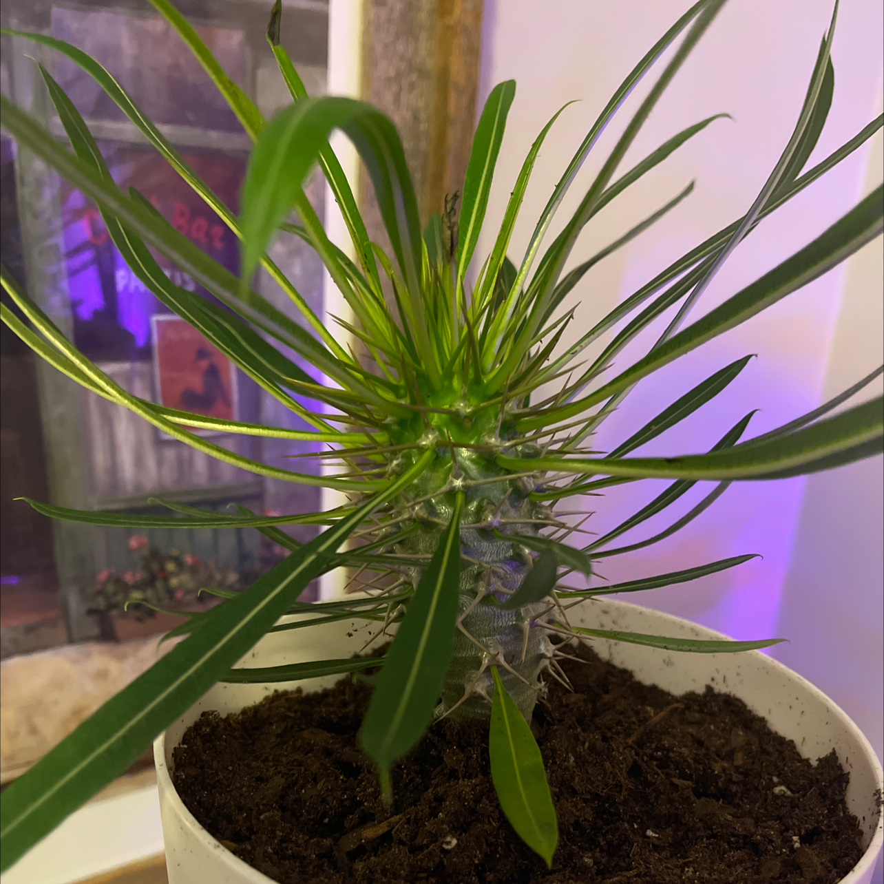 Madagascar Palm plant in a pot with visible soil, healthy green leaves.