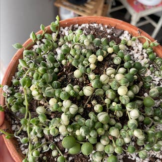 Variegated String of Pearls plant in Marion, Iowa