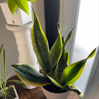 Snake Plant plant in Marion, Iowa