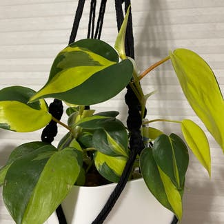 Philodendron Brasil plant in Marion, Iowa