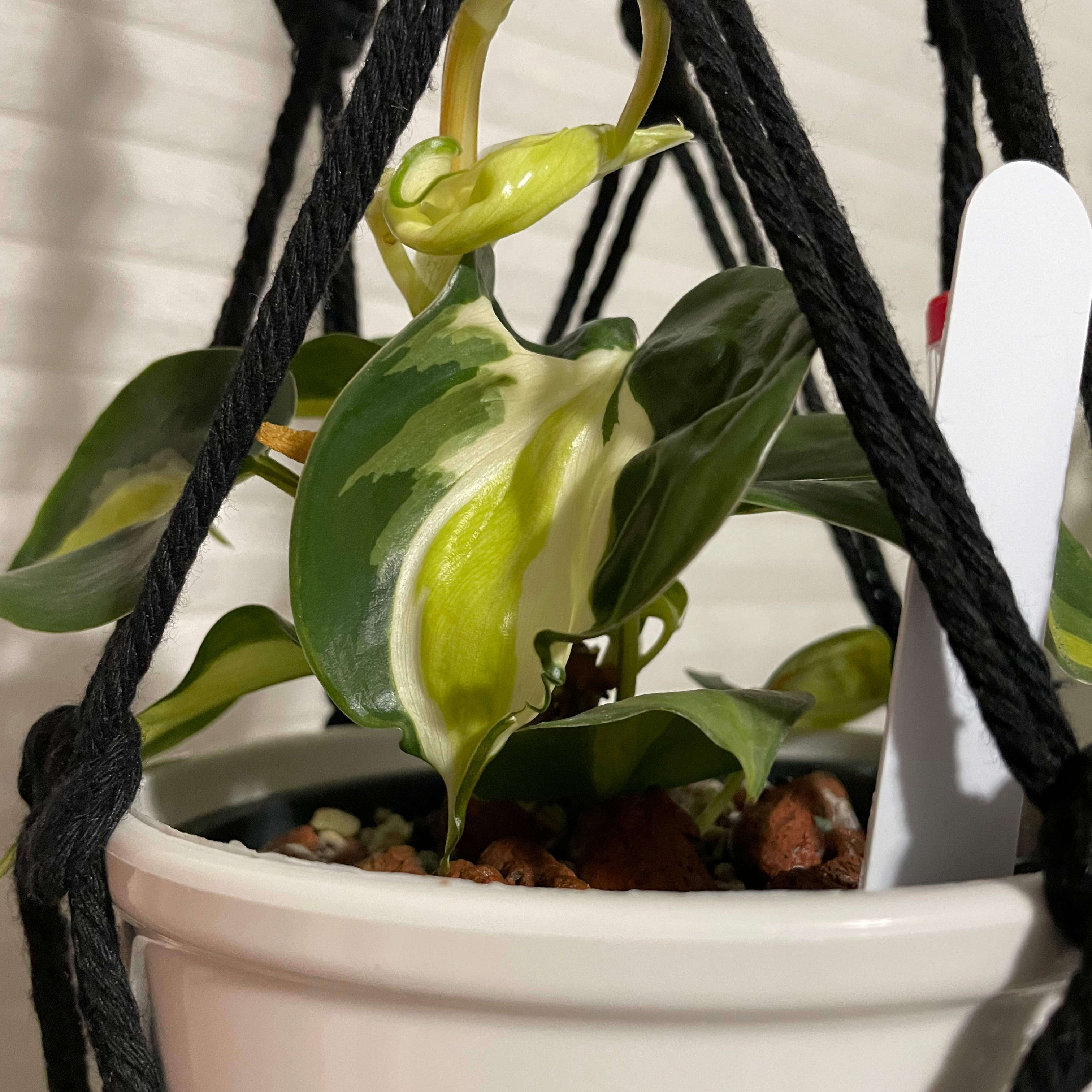 Philodendron 'Cream Splash' plant in a white pot with variegated leaves, suspended by a black macrame hanger.