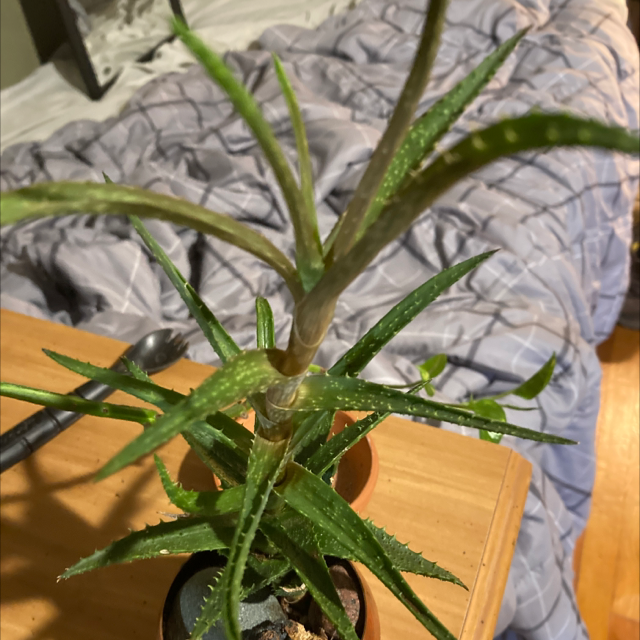 Aloe vera plant photo by Matthew named Your plant on Greg, the plant care app.