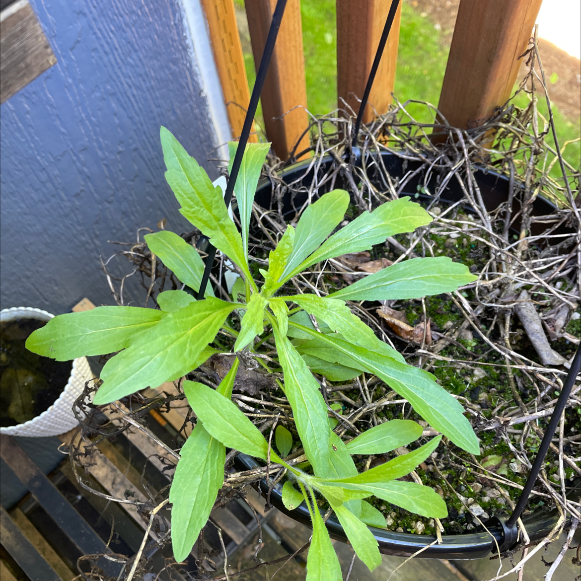 Canadian Fleabane plant in a hanging pot with green leaves, surrounded by dried twigs and moss.