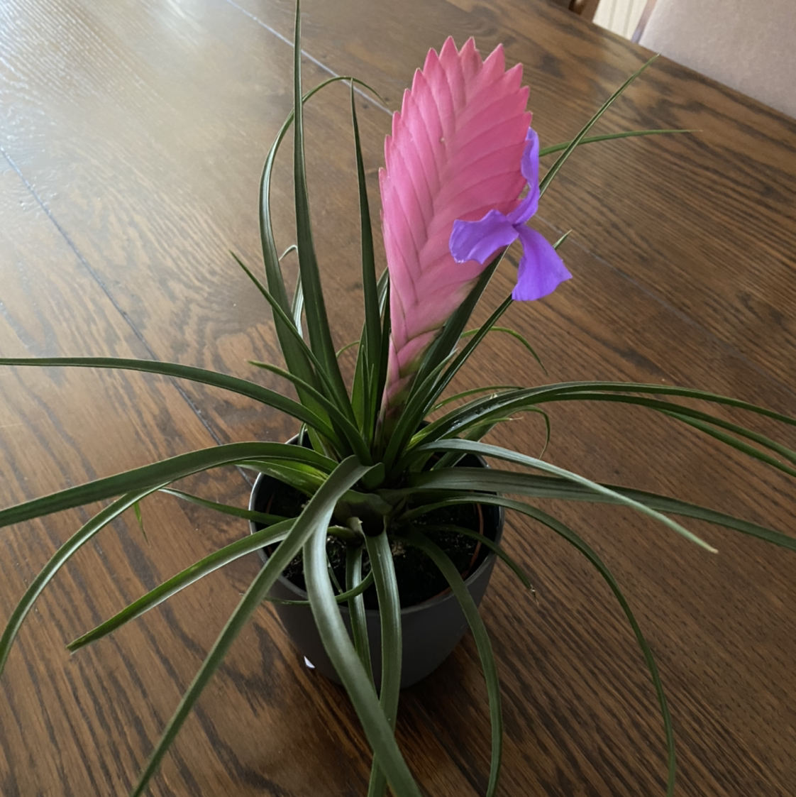Pink Quill plant with a pink bract and purple flower in a pot on a wooden table.