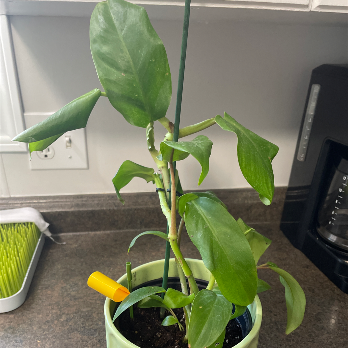 Photo of the plant species Philodendron 'Eva' by @brittneelyn named Leaden on Greg, the plant care app