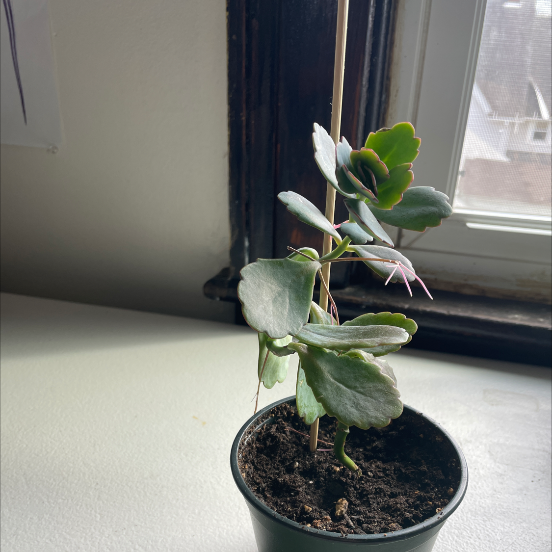 Potted Lavender Scallops plant indoors near a window with natural light.
