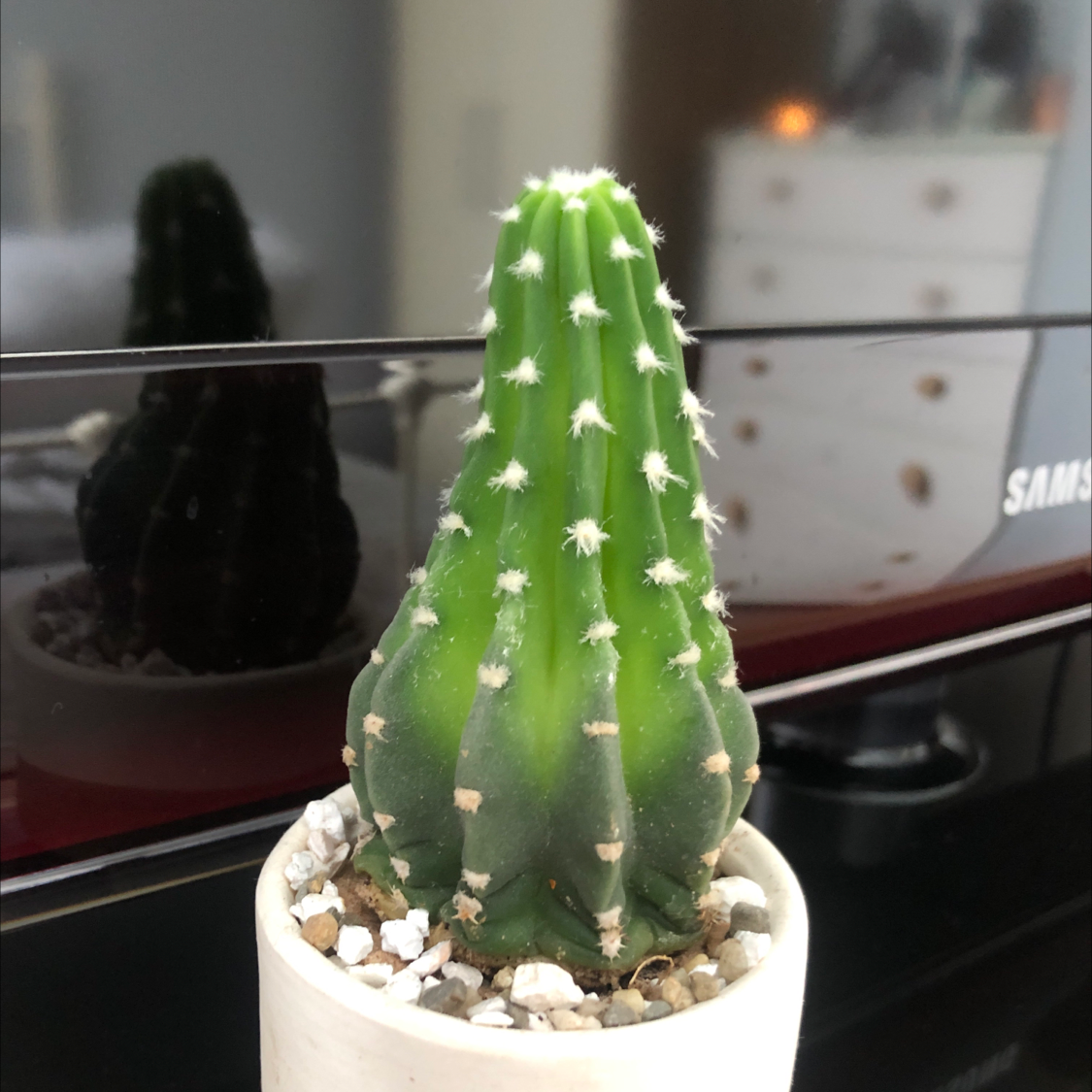 A healthy cactus in a small pot with visible soil and pebbles.