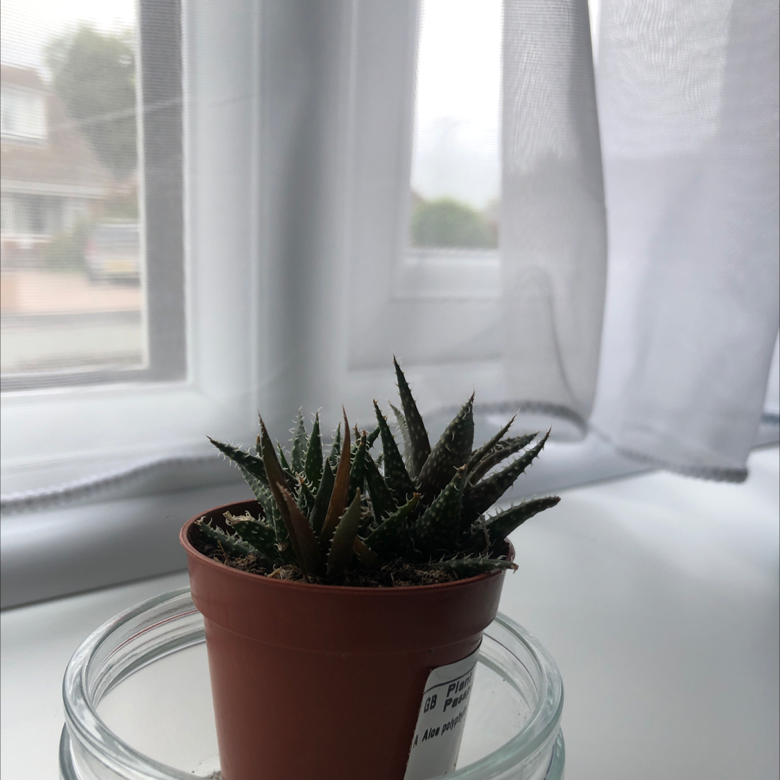 Photo of the plant species Aloe 'Pepe' by Olivia named Pepe on Greg, the plant care app