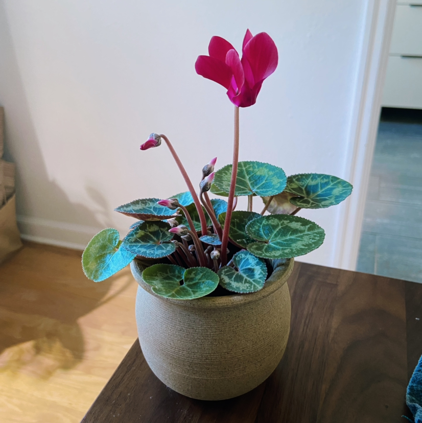 Photo of the plant species Persian Cyclamen by @Roxanne named Chloe on Greg, the plant care app