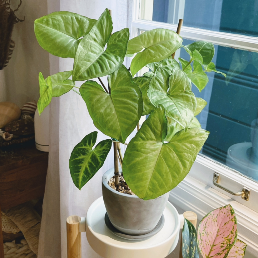 Arrowhead Plant plant photo by @Roxanne named Athena on Greg, the plant care app.