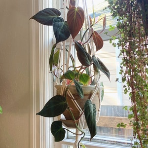 Philodendron Micans plant photo by Roxanne named Jasper on Greg, the plant care app.