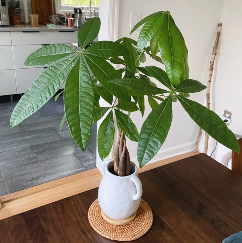 Photo of the plant species Money Tree by @Roxanne named Benjamin on Greg, the plant care app