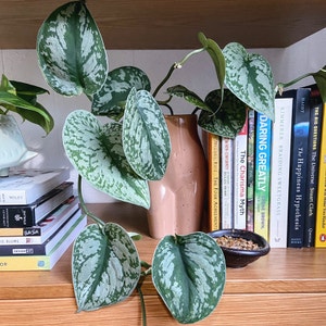 Satin Pothos plant photo by Roxanne named Silvia on Greg, the plant care app.