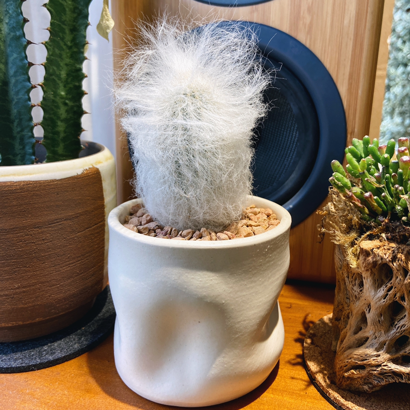 Photo of the plant species Old Man Cactus by @Roxanne named Bernie on Greg, the plant care app