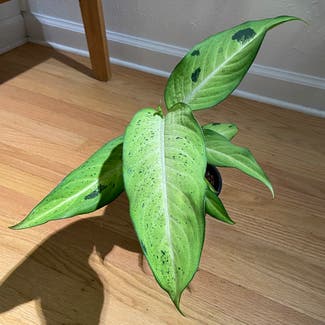 Dieffenbachia 'Camouflage' plant in Portland, Oregon