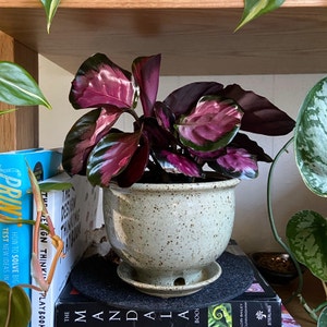 Rose Calathea plant photo by Roxanne named Helena on Greg, the plant care app.