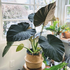 Alocasia 'Regal Shields' plant photo by Roxanne named Amihan on Greg, the plant care app.