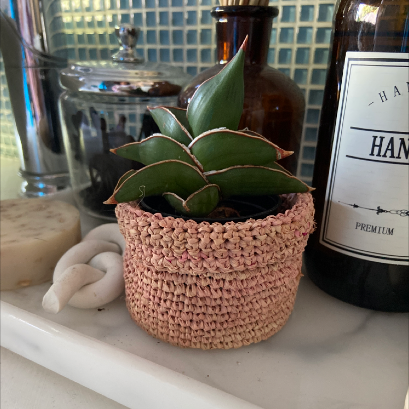Photo of the plant species Samurai Dwarf Snake Plant by @Roxanne named Rory on Greg, the plant care app